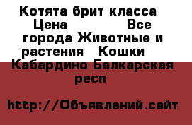 Котята брит класса › Цена ­ 20 000 - Все города Животные и растения » Кошки   . Кабардино-Балкарская респ.